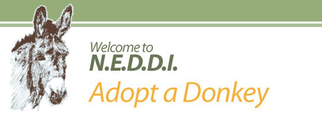 N.E.D.D.I. - Adopt a Donkey