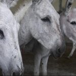 Delhi donkeys Delhi donkeys