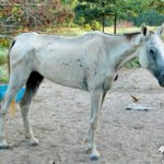 Rescued horse texas