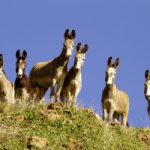burros in San Bernadino