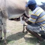 donkey milking