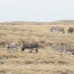 donkeys Hawaii.jpg2