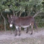 joey01