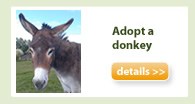 adopt a donkey