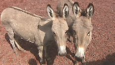 20090219donkeysbig
