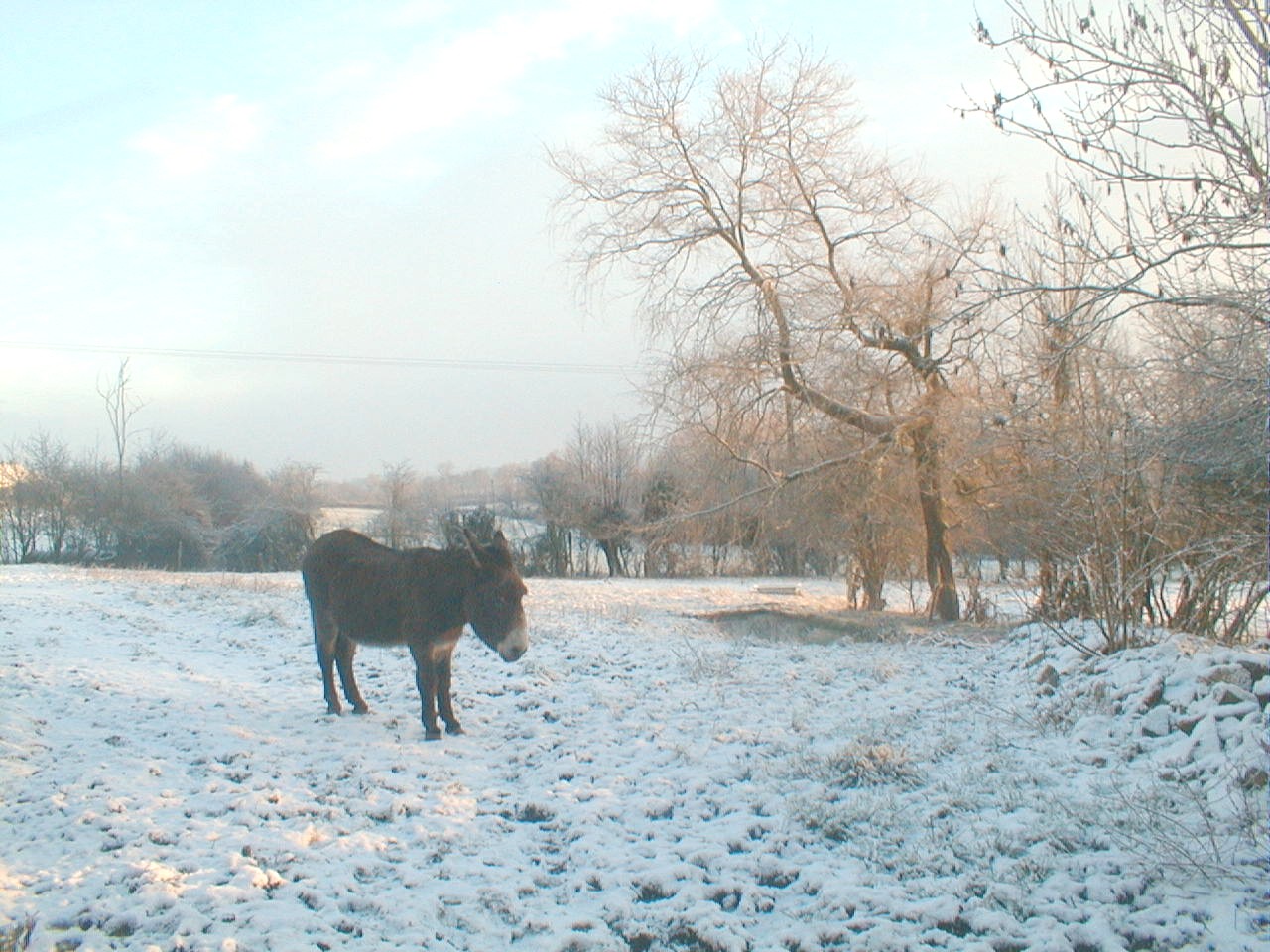 donks-in-snow-05-009