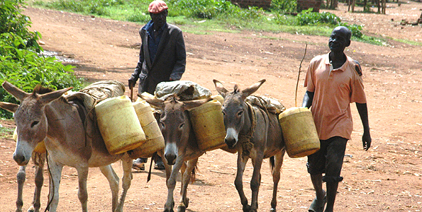 donkeys-carrying-water