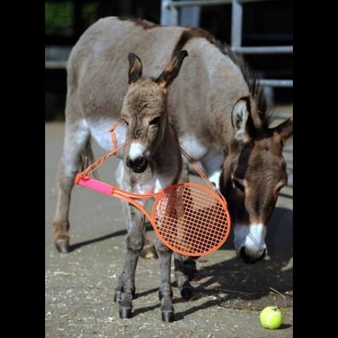 full_donkey1 full_donkey1