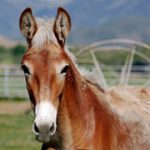 mule-foal_200 mule-foal_200