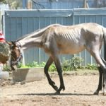 feed-starving-horse-200X200