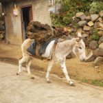 burro-195