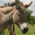 Balkan donkey Balkan donkey