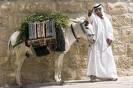 donkey in Jerusalem donkey in Jerusalem