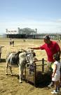 beach donkeys 2