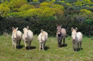 white donkeys
