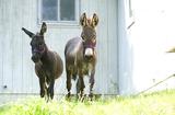 donkeys for autism