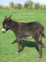 GILBERT