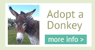 adopt a donkey