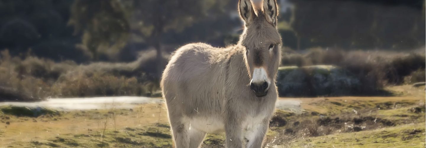 Adopt a Donkey