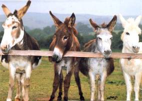 donkey sanctuary