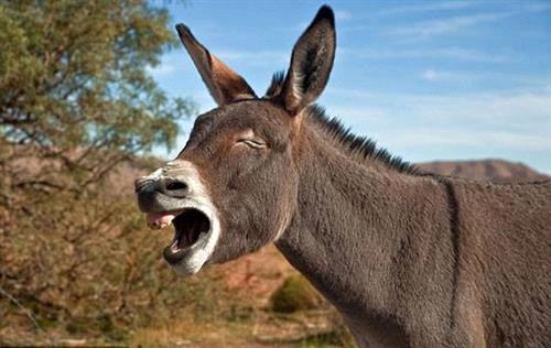 adopt a donkey animal care, animal welfare, donkey general interest ...