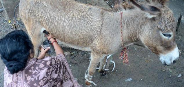 Of all milk, the donkey’s is the costliest in the city Of all milk, the donkey’s is the costliest in the city