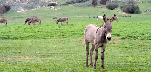 The Wild Donkeys of the Inland Empire The Wild Donkeys of the Inland Empire