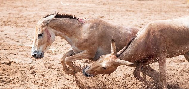 Kick ass! Donkeys get into a scuffle at Chester Zoo – with one hoofing the other in the face Kick ass! Donkeys get into a scuffle at Chester Zoo – with one hoofing the other in the face