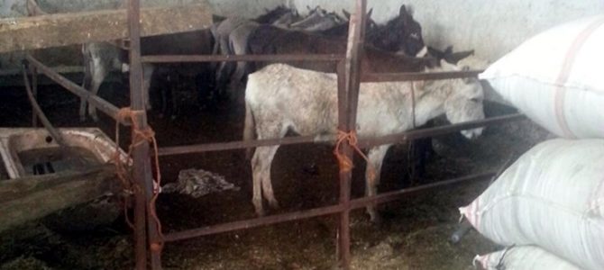 Turkish police seize donkey meat to be sold to restaurants Turkish police seize donkey meat to be sold to restaurants