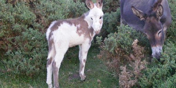 More than 2,400 drivers have been caught speeding in the New Forest since a campaign to cut animal accidents was launched last year More than 2,400 drivers have been caught speeding in the New Forest since a campaign to cut animal accidents was launched last year