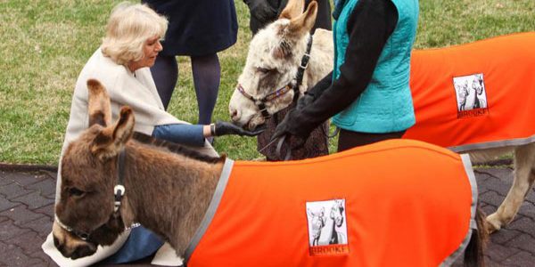 Camilla launches equine charity’s USA branch Camilla launches equine charity’s USA branch