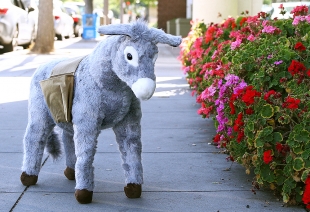 Donkey ‘ambassador’ to roam Palo Alto Donkey ‘ambassador’ to roam Palo Alto