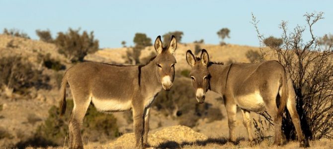 How Feral Donkeys Saved a Lost Hiker’s Life in Death Valley How Feral Donkeys Saved a Lost Hiker’s Life in Death Valley