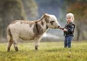 7 Reasons You Need A Miniature Donkey As A Pet Immediately, Not That You Really Need Any Convincing 7 Reasons You Need A Miniature Donkey As A Pet Immediately, Not That You Really Need Any Convincing